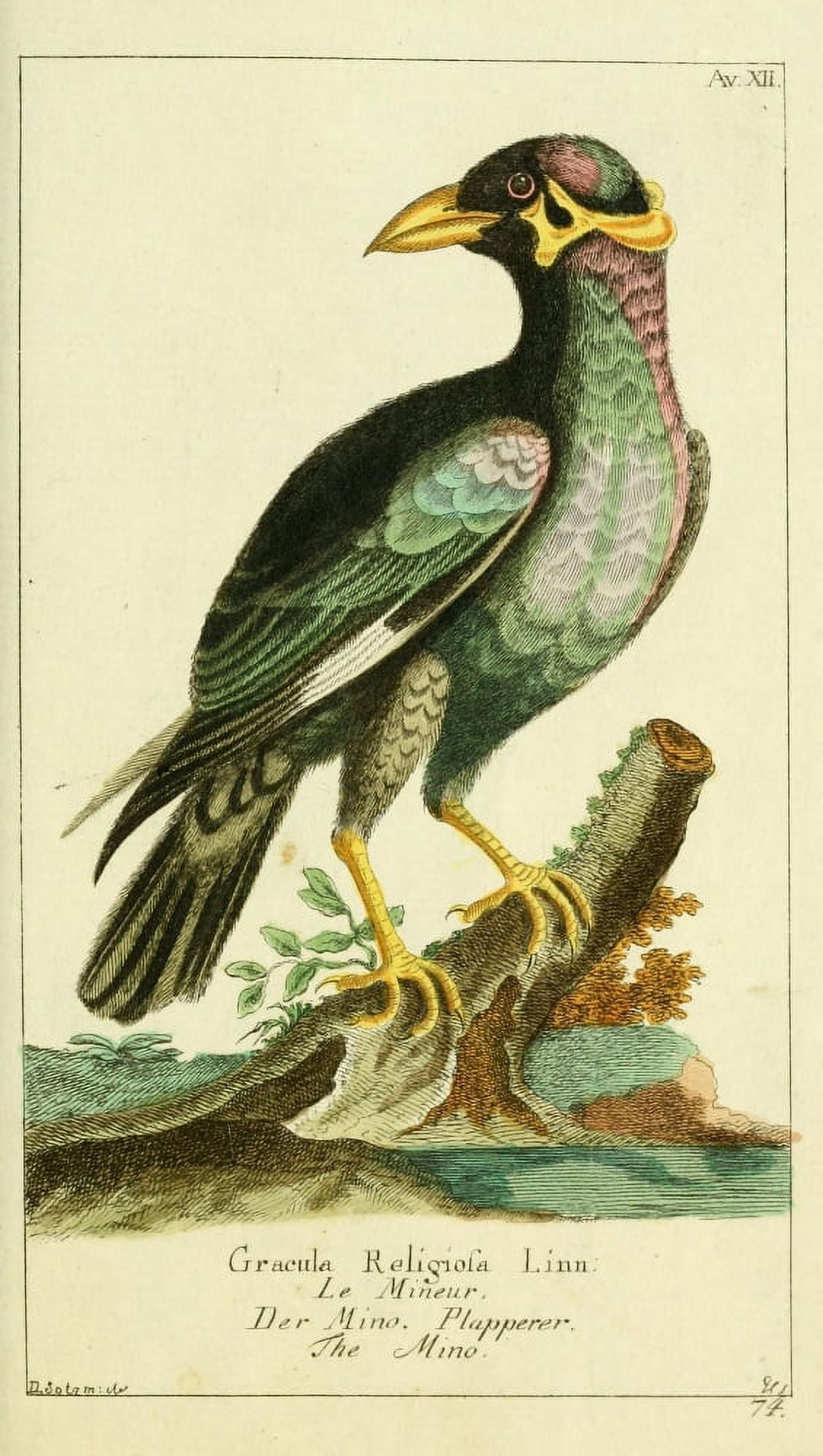 Naturgeschichte des Thierreichs 1780 Minor Canvas Art - Daniel Sotzmann (18 x 24)
