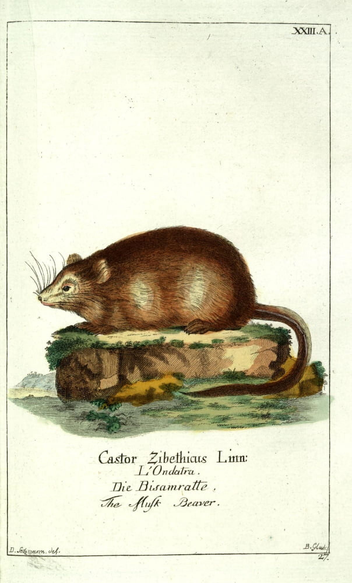 Naturgeschichte des Thierreichs 1780 Musk Beaver Canvas Art - Daniel Sotzmann (24 x 36)