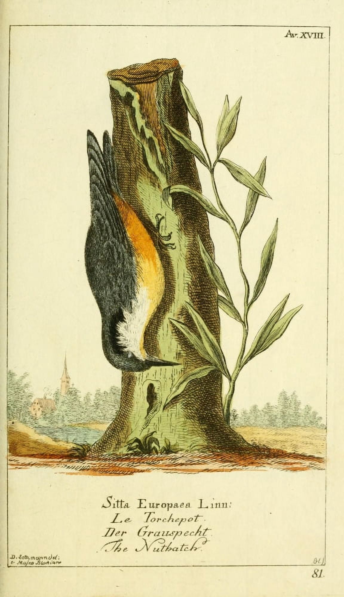 Naturgeschichte des Thierreichs 1780 Nuthatch Canvas Art - Daniel Sotzmann (24 x 36)