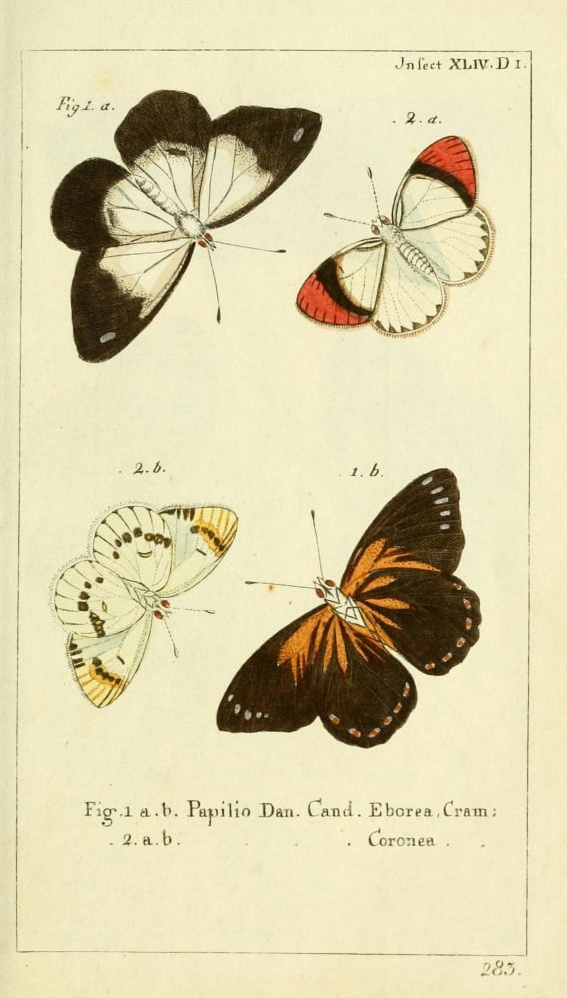 Naturgeschichte des Thierreichs 1780 Papilio Dan Canvas Art - Daniel Sotzmann (18 x 24)