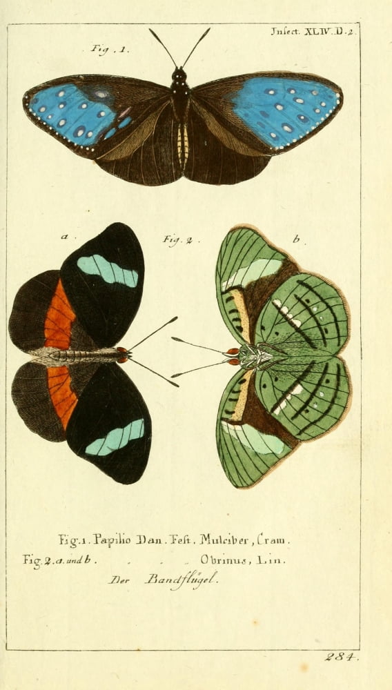 Naturgeschichte des Thierreichs 1780 Papilio Dan Fest Canvas Art - Daniel Sotzmann (18 x 24)