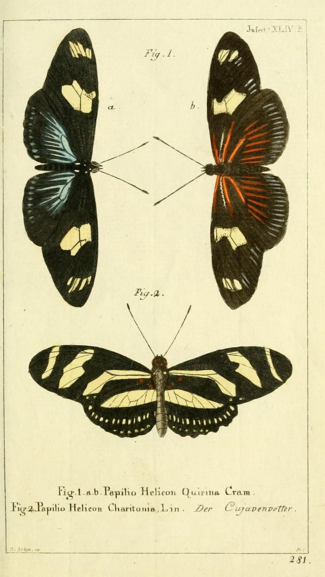 Naturgeschichte des Thierreichs 1780 Papilio Helicon Canvas Art - Daniel Sotzmann (24 x 36)