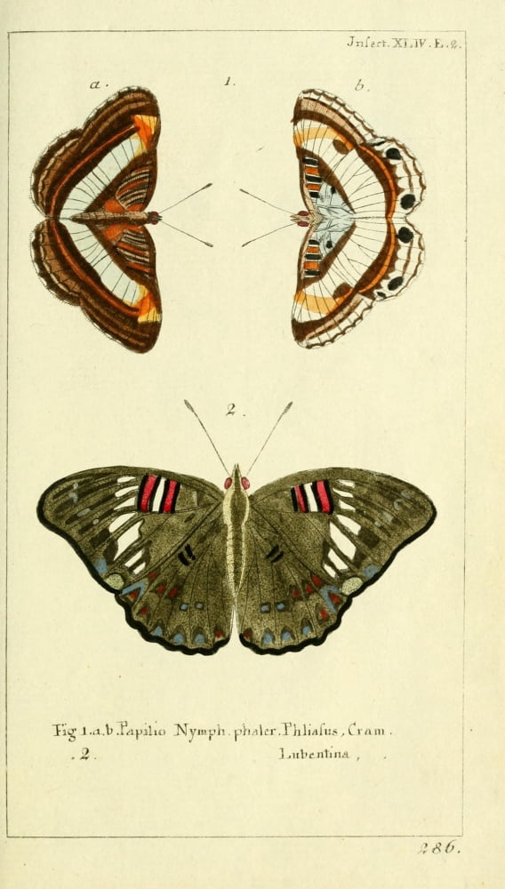 Naturgeschichte des Thierreichs 1780 Papilio Nymph Canvas Art - Daniel Sotzmann (18 x 24)