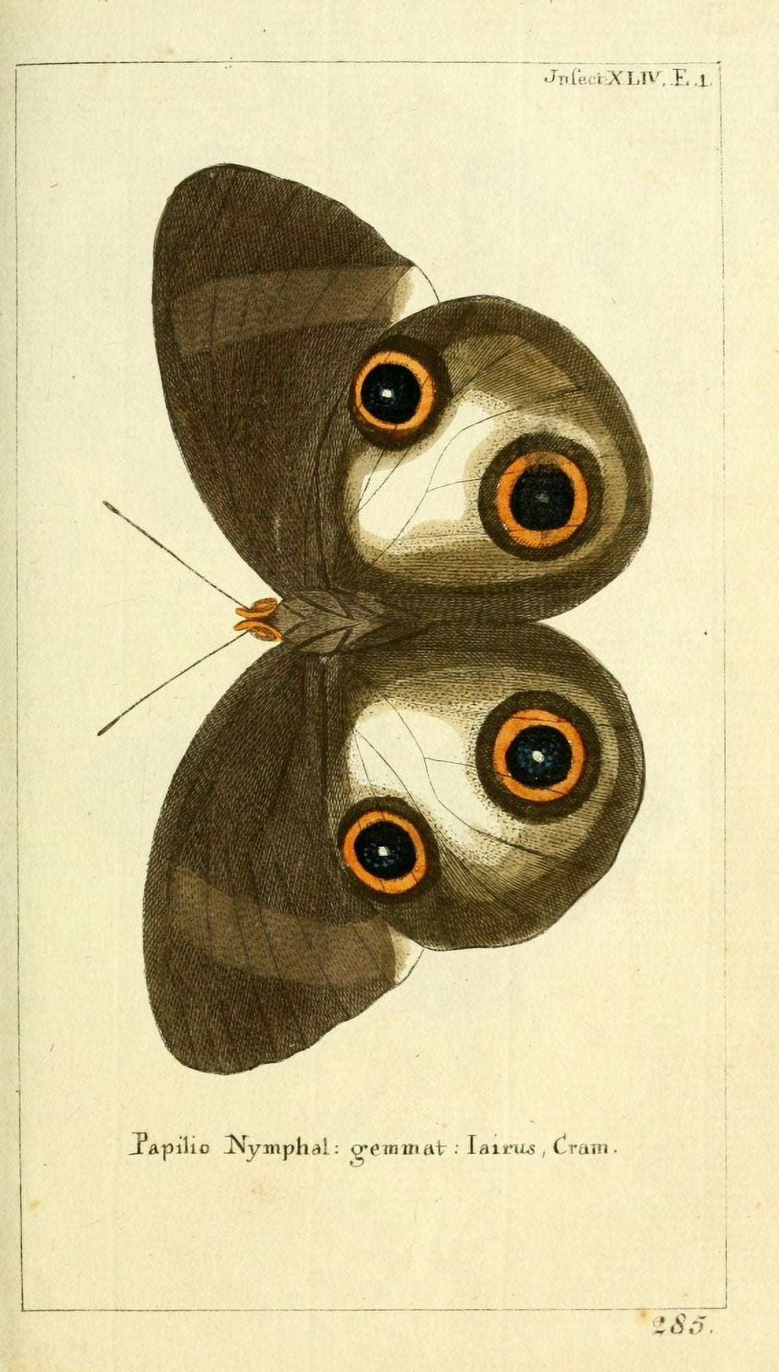Naturgeschichte des Thierreichs 1780 Papilio Nymphal Canvas Art - Daniel Sotzmann (18 x 24)