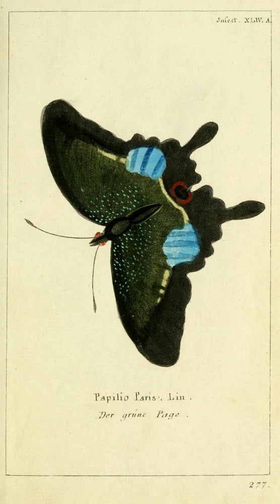 Naturgeschichte des Thierreichs 1780 Papilio Paris 1 Canvas Art - Daniel Sotzmann (18 x 24)