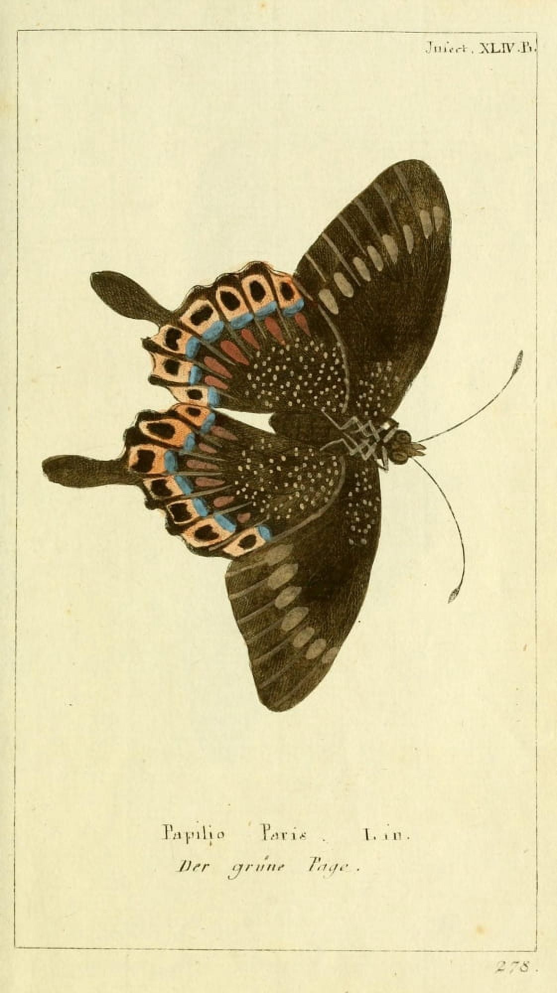 Naturgeschichte des Thierreichs 1780 Papilio Paris 2 Canvas Art - Daniel Sotzmann (24 x 36)