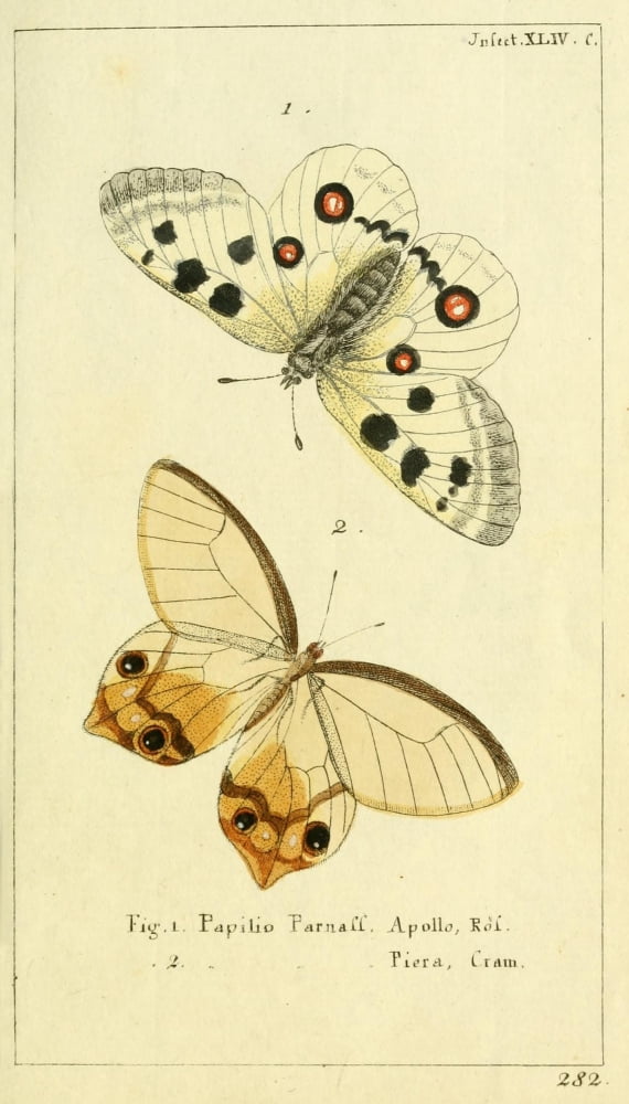 Naturgeschichte des Thierreichs 1780 Papilio Parnall Canvas Art - Daniel Sotzmann (18 x 24)