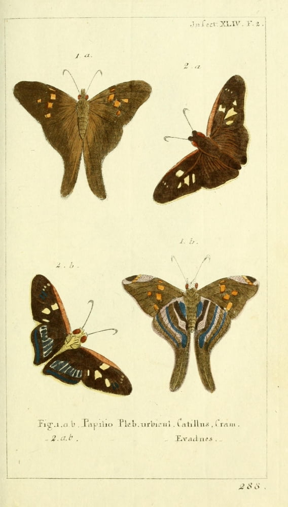 Naturgeschichte des Thierreichs 1780 Papilio Pleb Urbieul Canvas Art - Daniel Sotzmann (18 x 24)