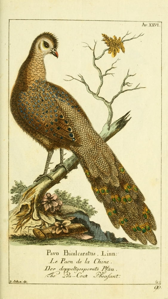 Naturgeschichte des Thierreichs 1780 Peacock Pheasant Canvas Art - Daniel Sotzmann (18 x 24)