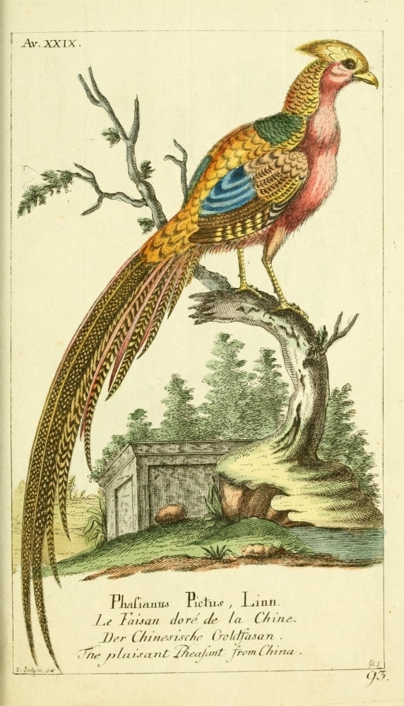 Naturgeschichte des Thierreichs 1780 Pheasant Canvas Art - Daniel Sotzmann (18 x 24)