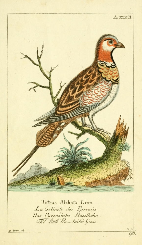 Naturgeschichte des Thierreichs 1780 Pin-tailed Grouse Canvas Art - Daniel Sotzmann (18 x 24)