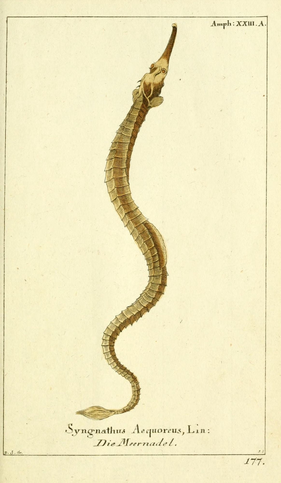 Naturgeschichte des Thierreichs 1780 Pipefish Canvas Art - Daniel Sotzmann (24 x 36)