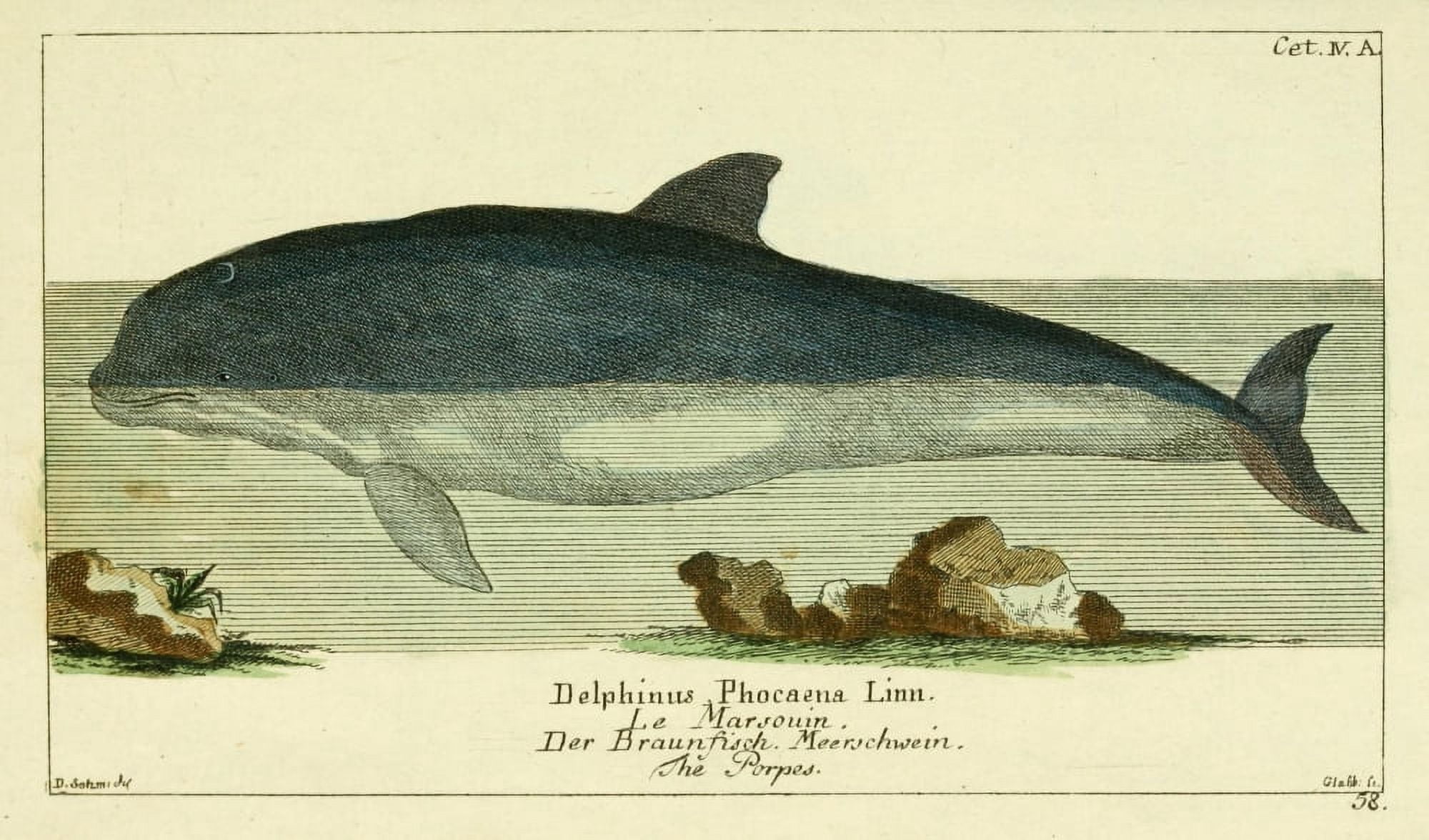 Naturgeschichte des Thierreichs 1780 Porpoise Canvas Art - Daniel Sotzmann (18 x 24)