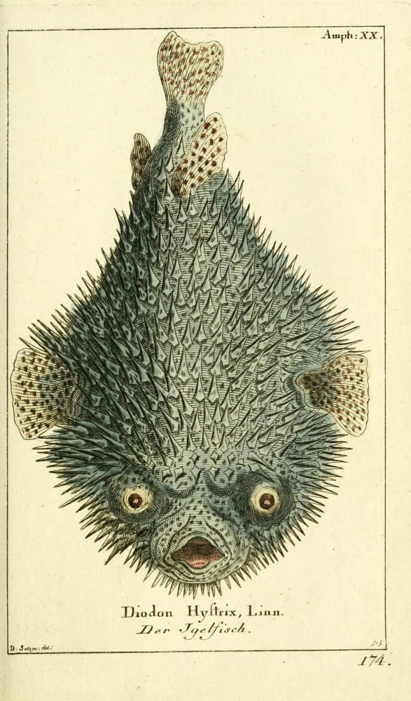 Naturgeschichte des Thierreichs 1780 Puffer fish Canvas Art - Daniel Sotzmann (18 x 24)