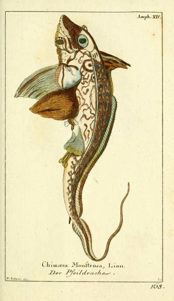Naturgeschichte des Thierreichs 1780 Rabbitfish Canvas Art - Daniel Sotzmann (24 x 36)