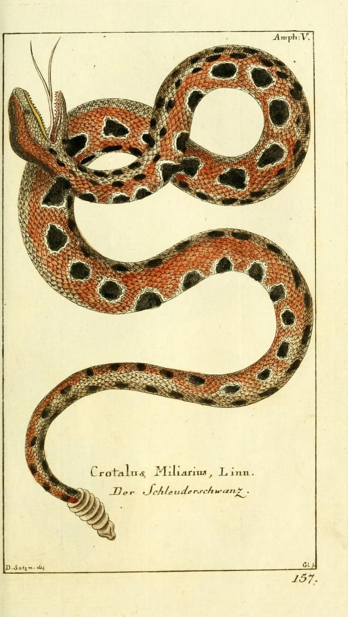 Naturgeschichte des Thierreichs 1780 Rattlesnake Canvas Art - Daniel Sotzmann (18 x 24)