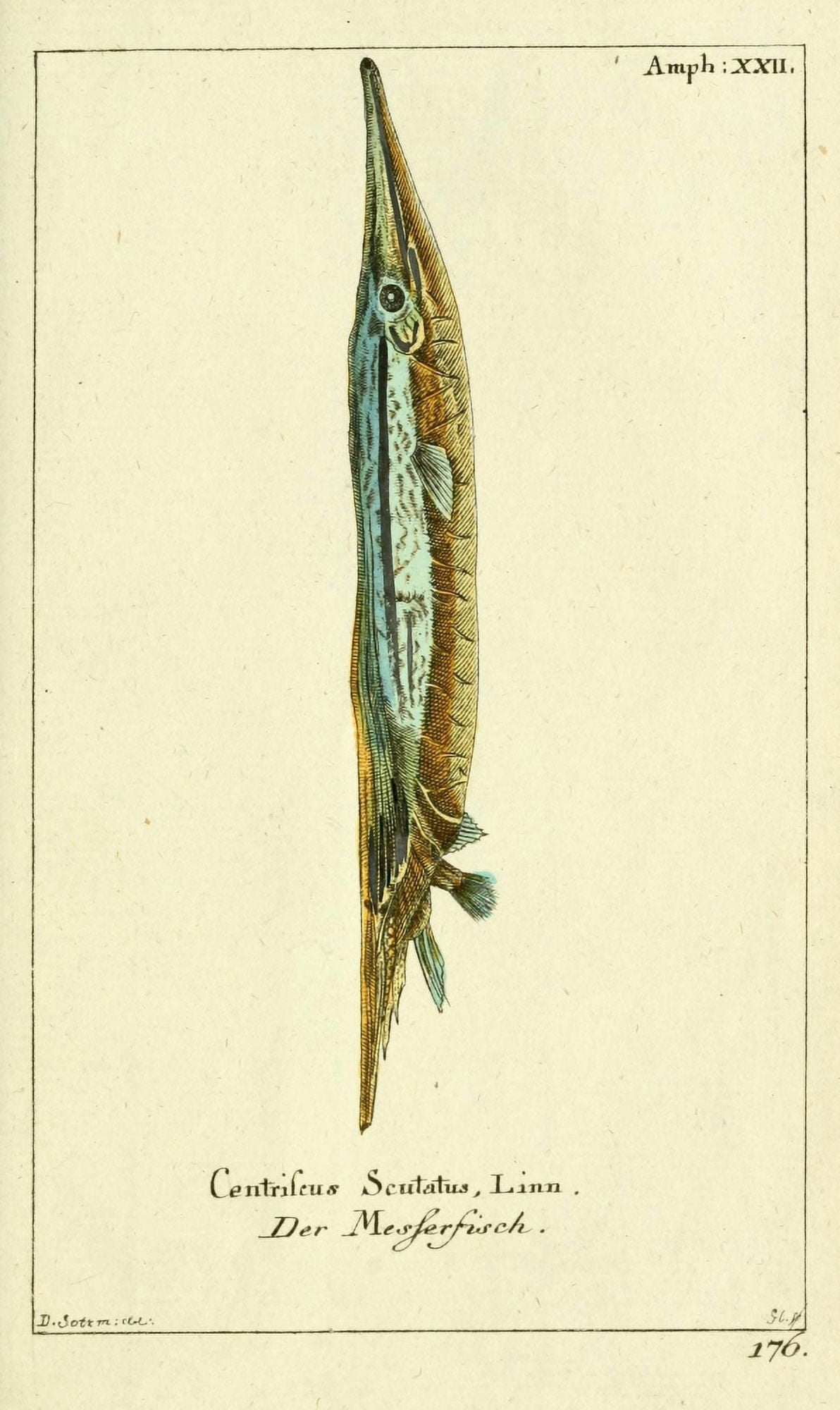 Naturgeschichte des Thierreichs 1780 Razorfish Canvas Art - Daniel Sotzmann (18 x 24)