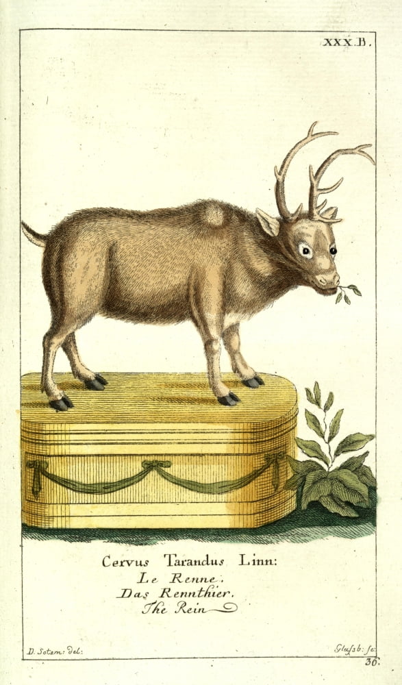 Naturgeschichte des Thierreichs 1780 Reindeer Canvas Art - Daniel Sotzmann (18 x 24)
