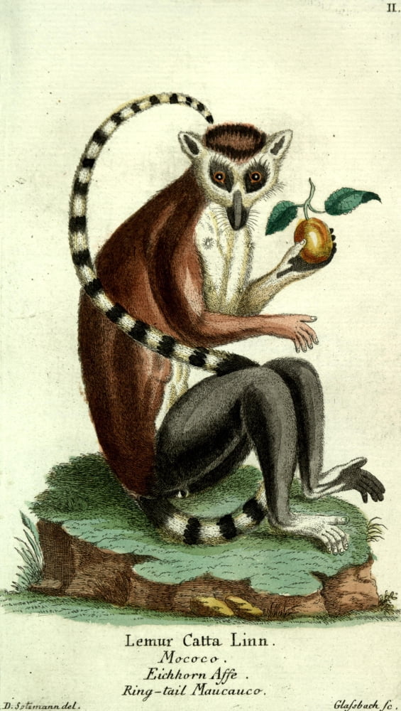 Naturgeschichte des Thierreichs 1780 Ring-tailed Maucauco Canvas Art - Daniel Sotzmann (18 x 24)