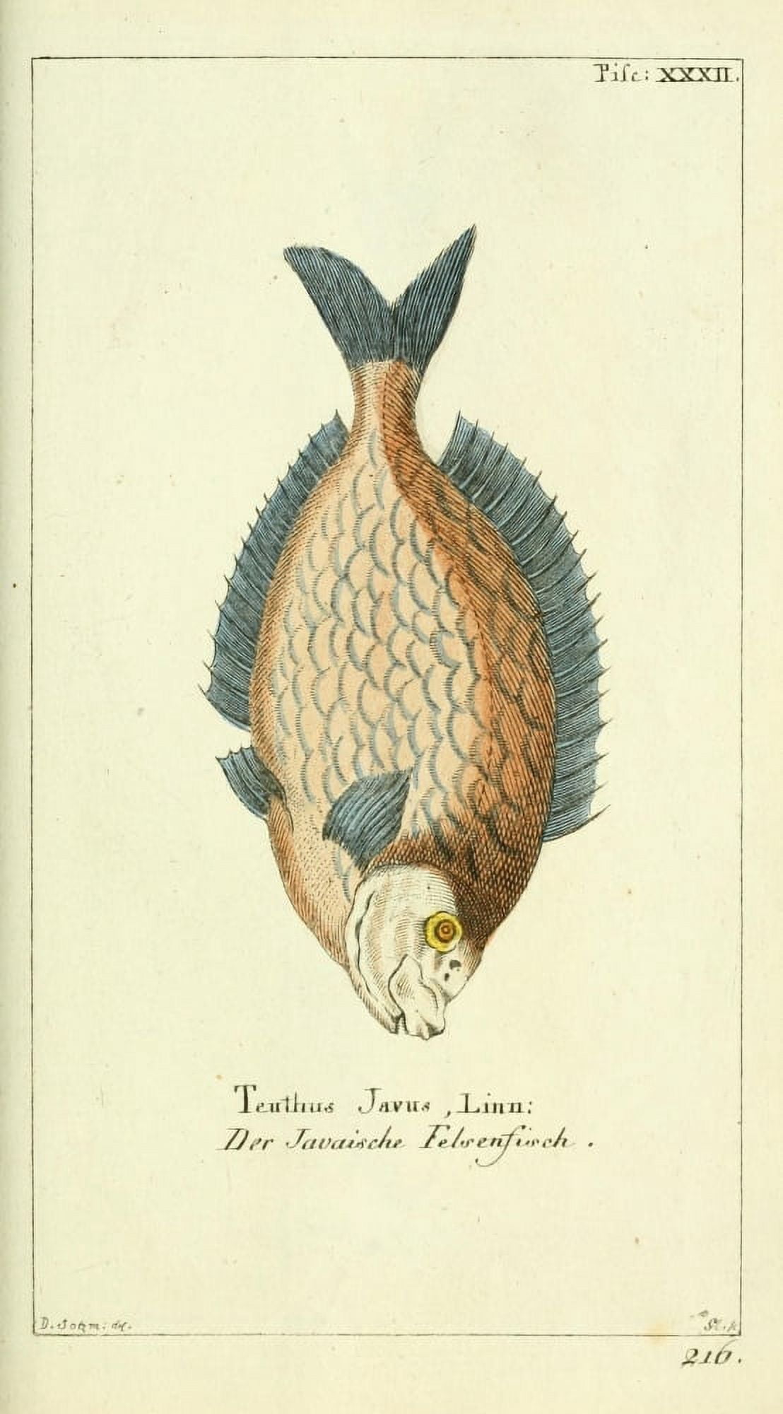 Naturgeschichte des Thierreichs 1780 Rock-fish Canvas Art - Daniel Sotzmann (18 x 24)