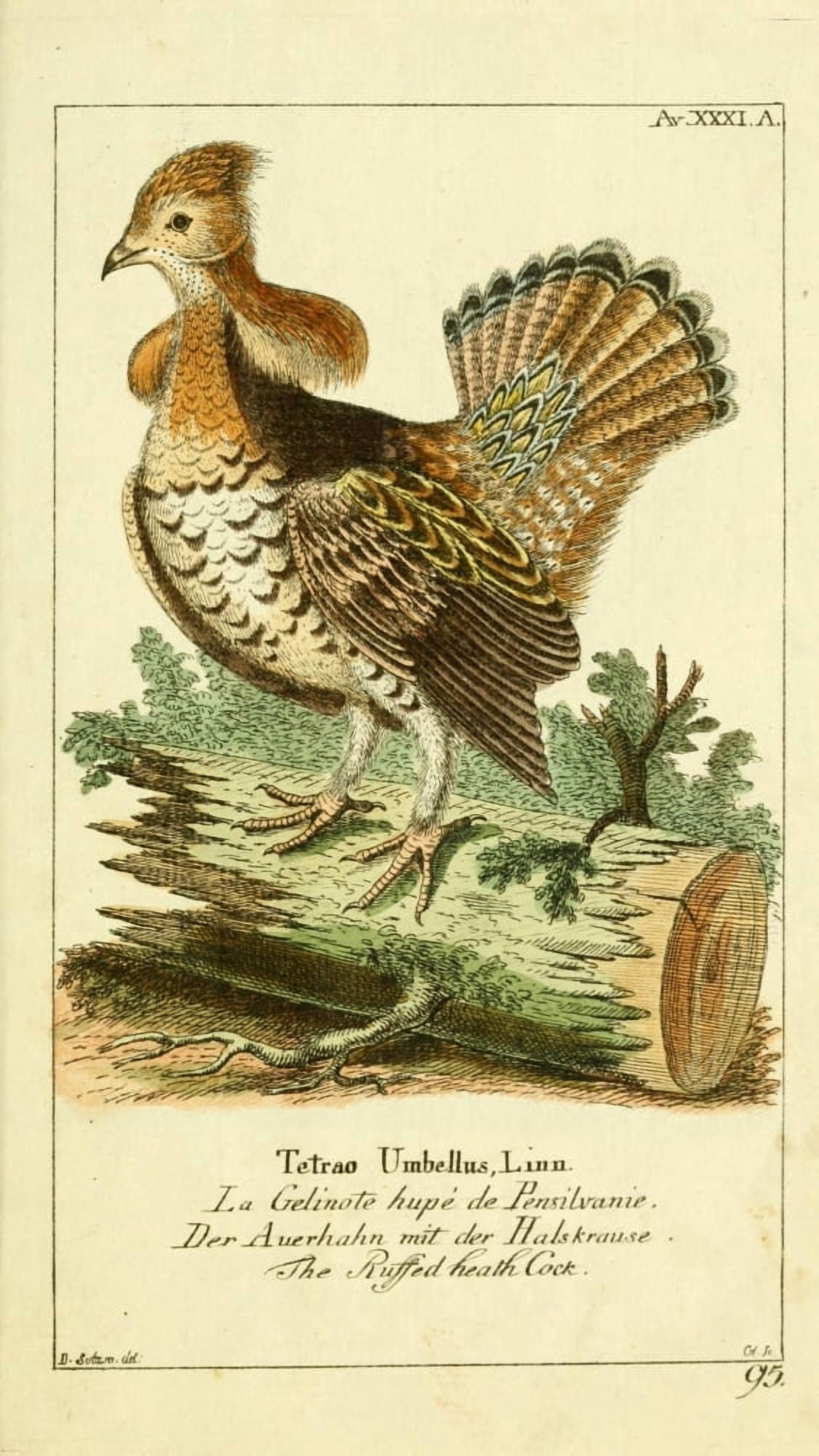 Naturgeschichte des Thierreichs 1780 Ruffed Heath Cock Canvas Art - Daniel Sotzmann (18 x 24)