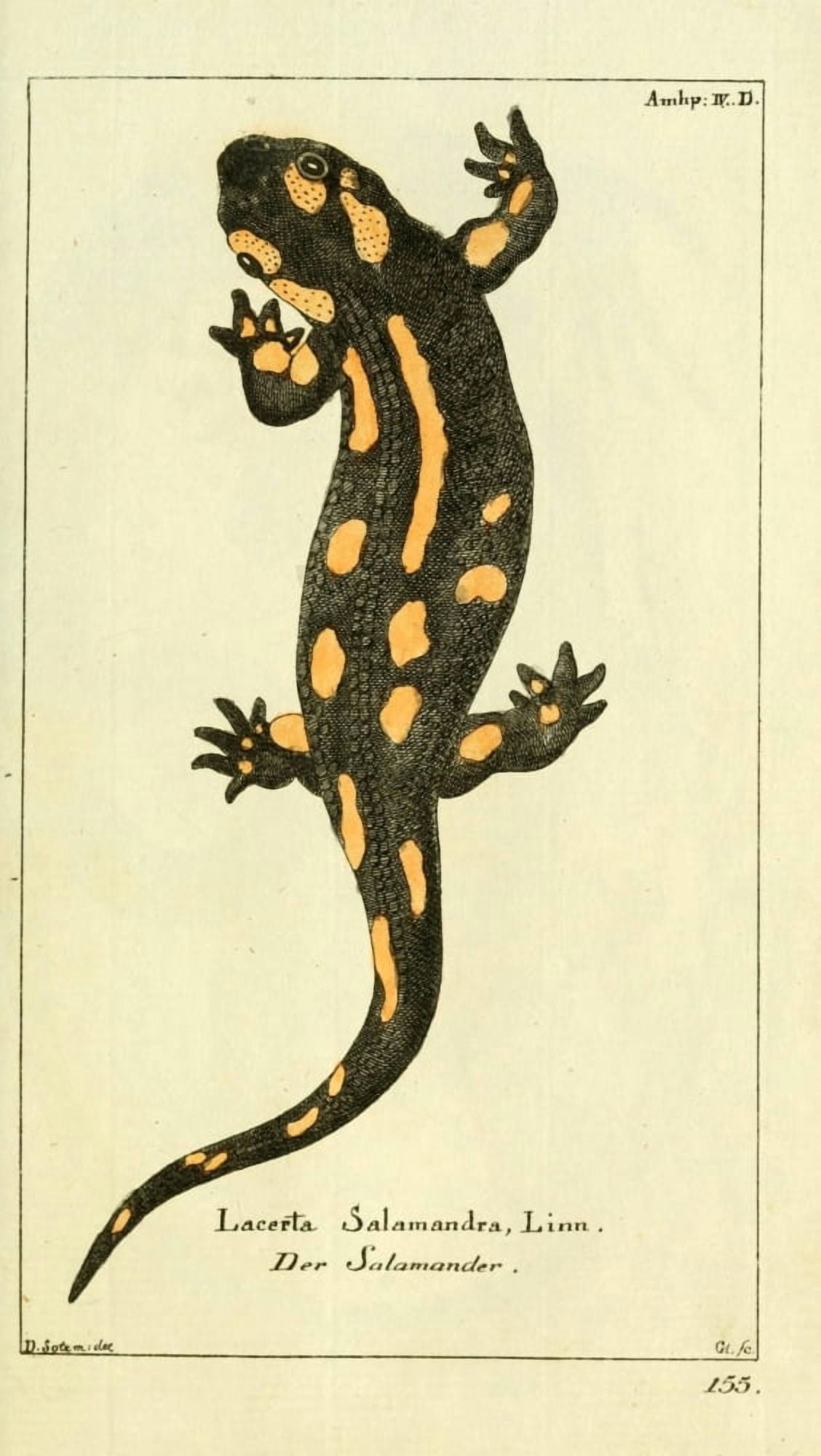 Naturgeschichte des Thierreichs 1780 Salamander Canvas Art - Daniel Sotzmann (18 x 24)