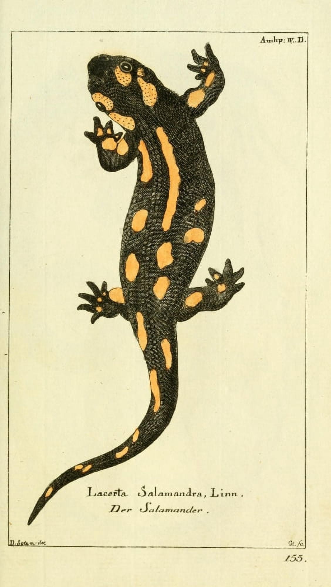 Naturgeschichte des Thierreichs 1780 Salamander Canvas Art - Daniel Sotzmann (24 x 36)
