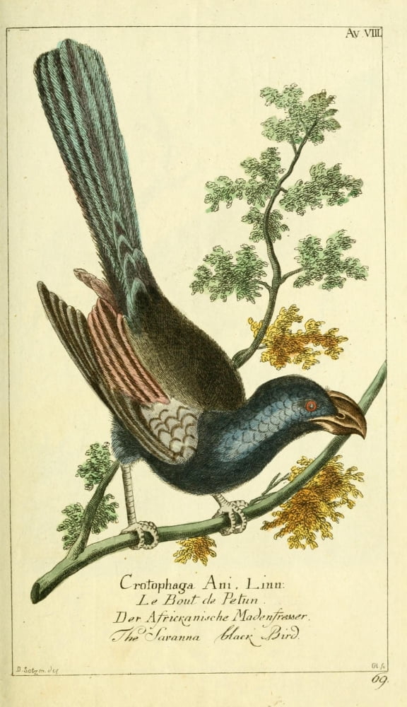 Naturgeschichte des Thierreichs 1780 Savanna Blackbird Canvas Art - Daniel Sotzmann (18 x 24)
