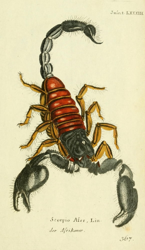 Naturgeschichte des Thierreichs 1780 Scorpion Canvas Art - Daniel Sotzmann (18 x 24)