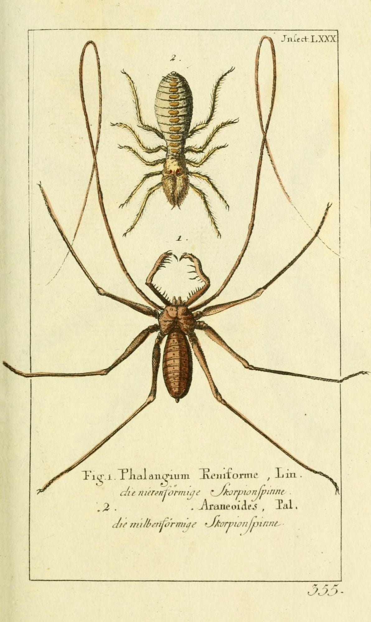 Naturgeschichte des Thierreichs 1780 Scorpion Spider Canvas Art - Daniel Sotzmann (18 x 24)