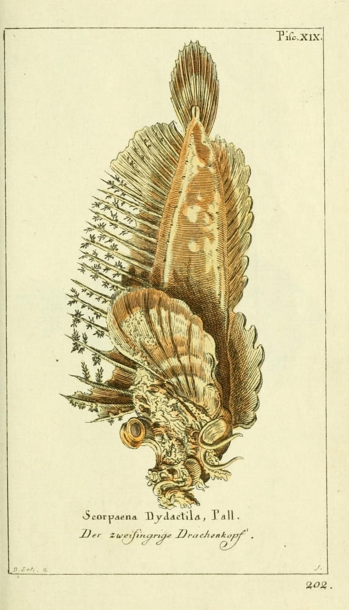 Naturgeschichte des Thierreichs 1780 Scorpion fish Canvas Art - Daniel Sotzmann (18 x 24)