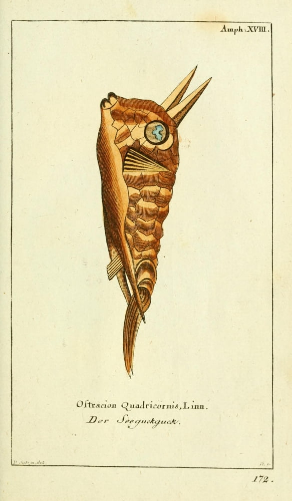 Naturgeschichte des Thierreichs 1780 Scrawled Cowfish Canvas Art - Daniel Sotzmann (18 x 24)