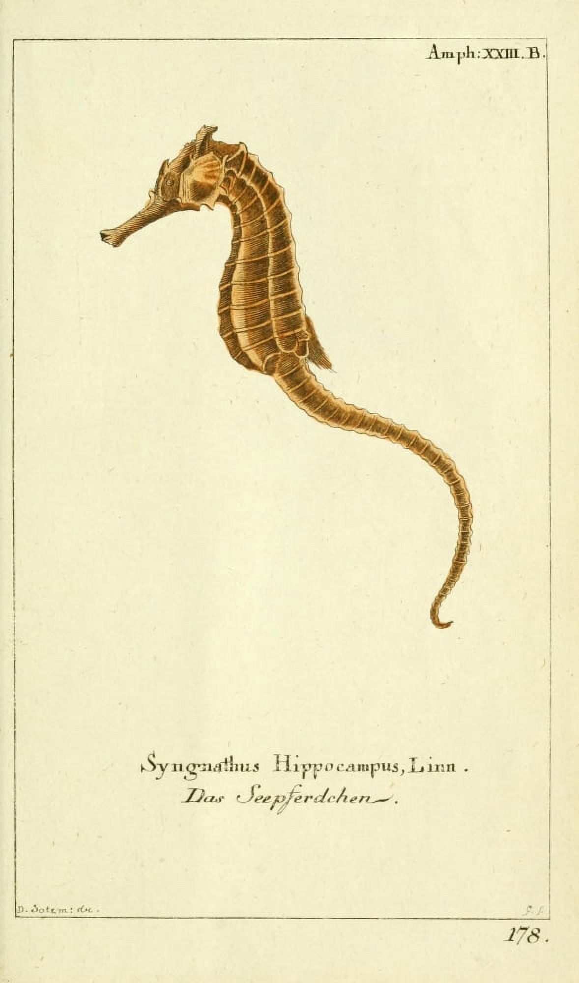 Naturgeschichte des Thierreichs 1780 Seahorse Canvas Art - Daniel Sotzmann (18 x 24)