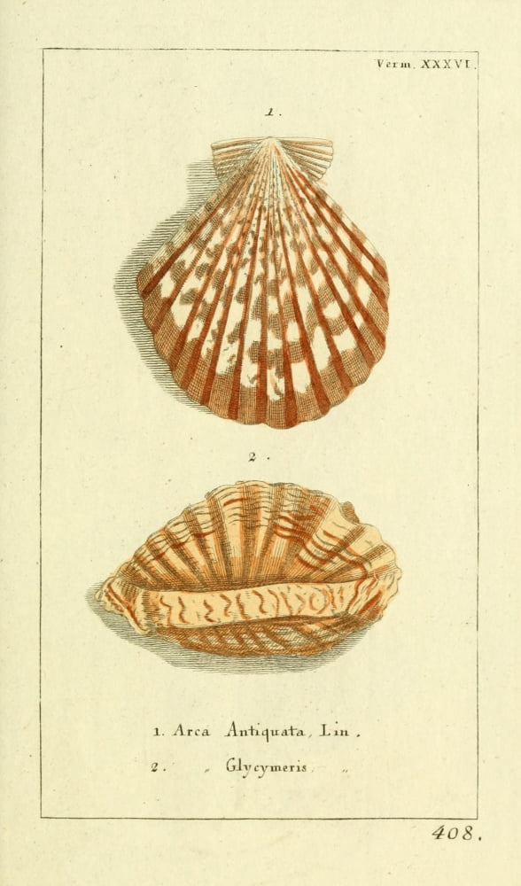 Naturgeschichte des Thierreichs 1780 Shells Area Canvas Art - Daniel Sotzmann (24 x 36)