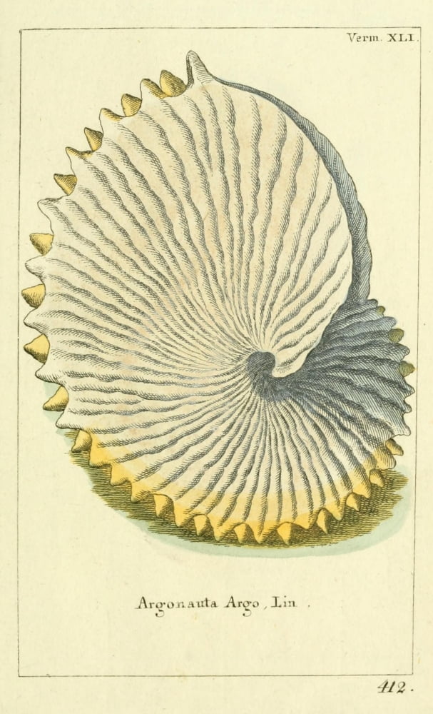 Naturgeschichte des Thierreichs 1780 Shells Argonauta Canvas Art - Daniel Sotzmann (24 x 36)