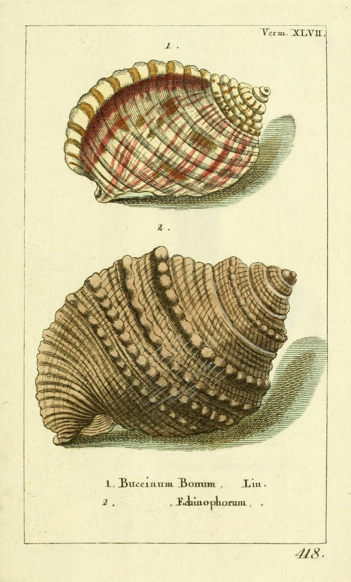 Naturgeschichte des Thierreichs 1780 Shells Buccinum Canvas Art - Daniel Sotzmann (18 x 24)