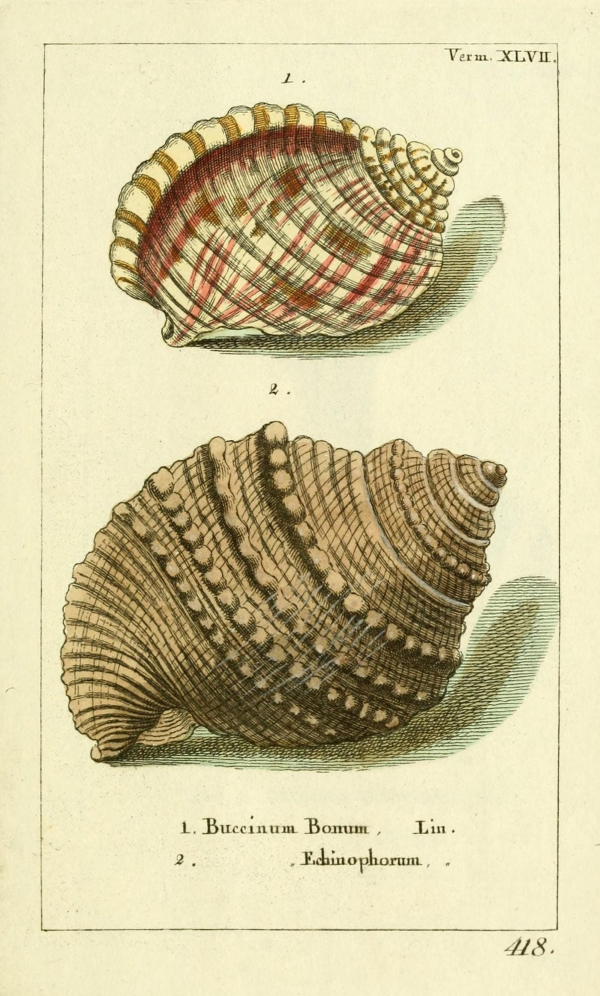 Naturgeschichte des Thierreichs 1780 Shells Buccinum Canvas Art - Daniel Sotzmann (24 x 36)