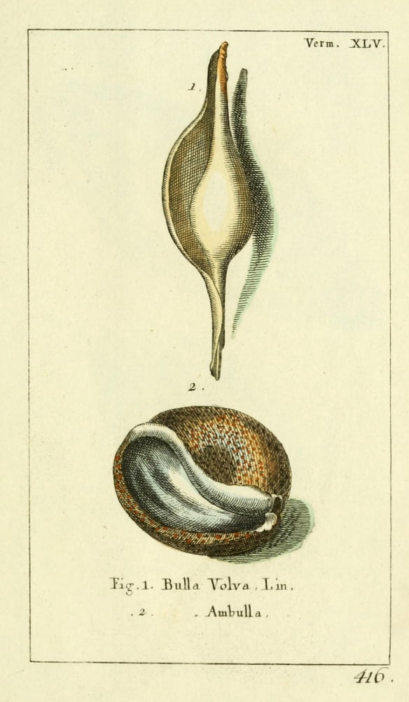 Naturgeschichte des Thierreichs 1780 Shells Bulla Canvas Art - Daniel Sotzmann (18 x 24)