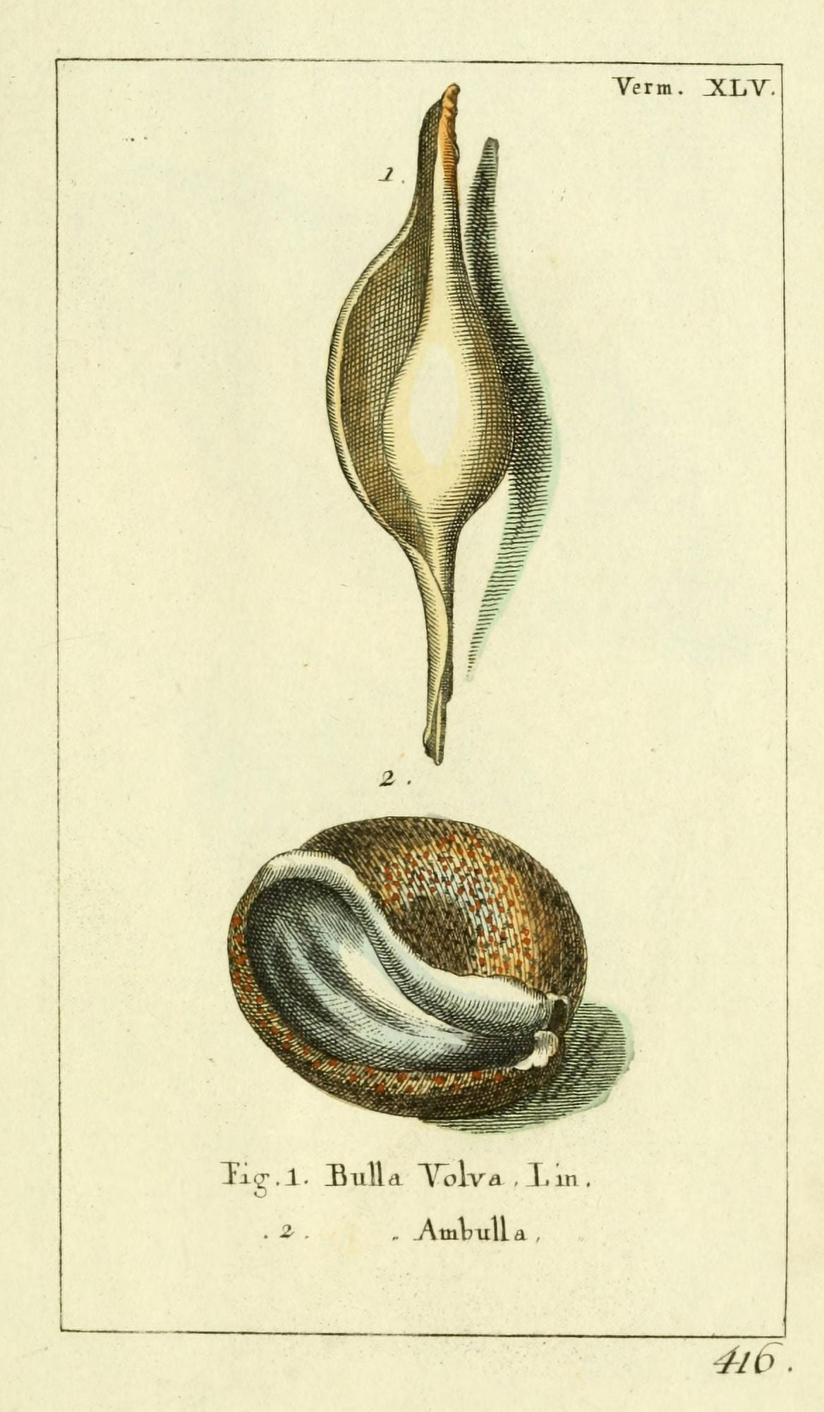Naturgeschichte des Thierreichs 1780 Shells Bulla Canvas Art - Daniel Sotzmann (24 x 36)