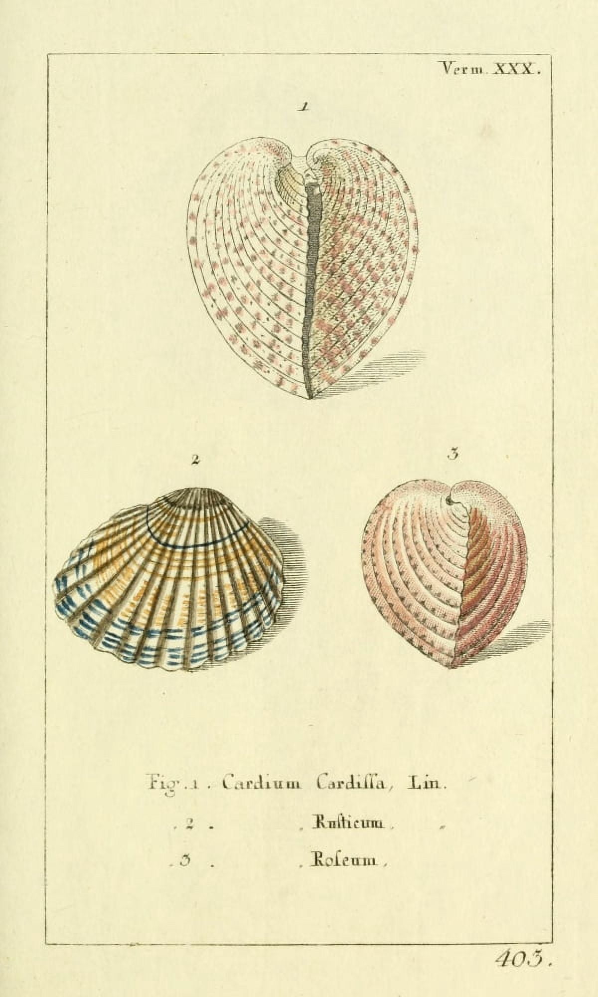 Naturgeschichte des Thierreichs 1780 Shells Cardium Canvas Art - Daniel Sotzmann (24 x 36)