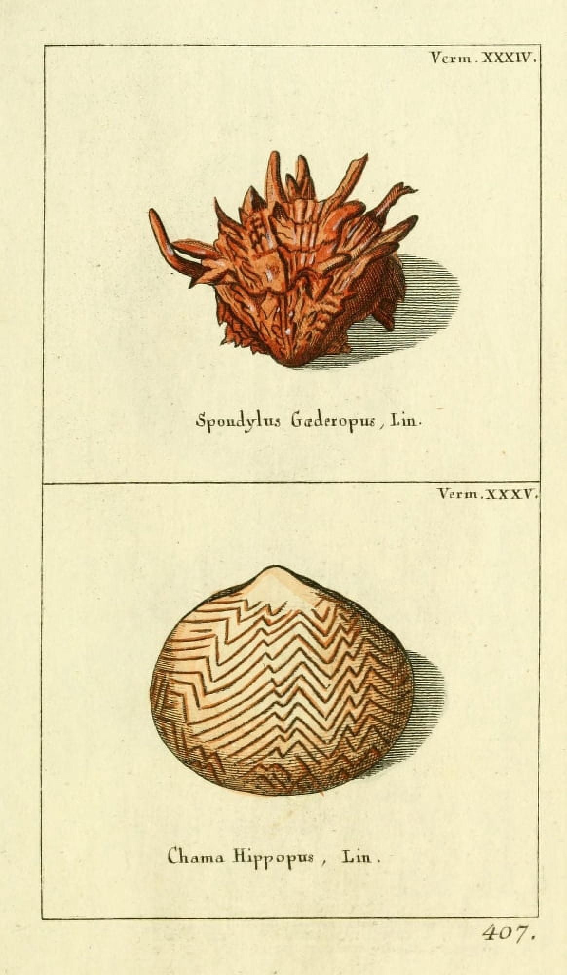 Naturgeschichte des Thierreichs 1780 Shells Clama Canvas Art - Daniel Sotzmann (24 x 36)