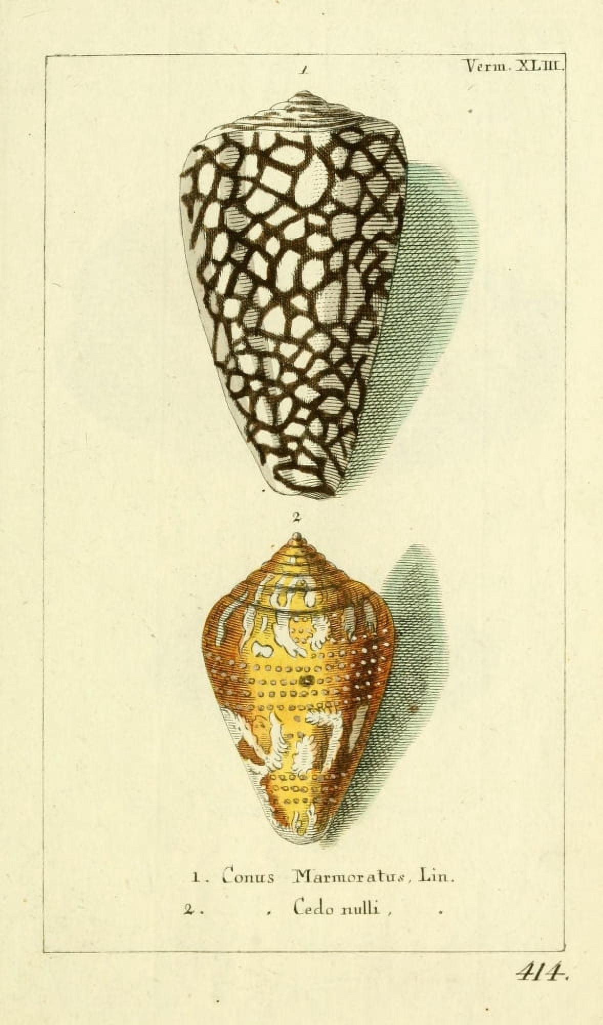 Naturgeschichte des Thierreichs 1780 Shells Conus Canvas Art - Daniel Sotzmann (18 x 24)