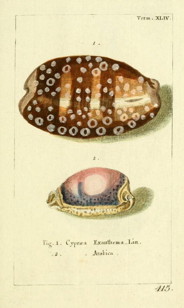 Naturgeschichte des Thierreichs 1780 Shells Cypraea Canvas Art - Daniel Sotzmann (24 x 36)