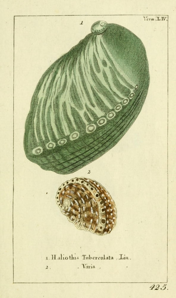 Naturgeschichte des Thierreichs 1780 Shells Haliothis Canvas Art - Daniel Sotzmann (18 x 24)
