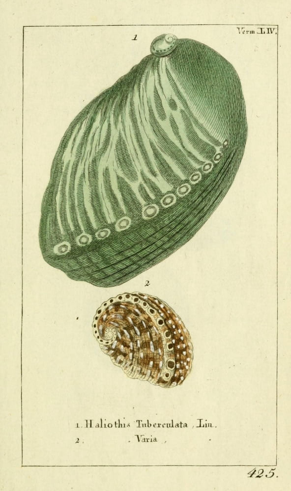 Naturgeschichte des Thierreichs 1780 Shells Haliothis Canvas Art - Daniel Sotzmann (24 x 36)