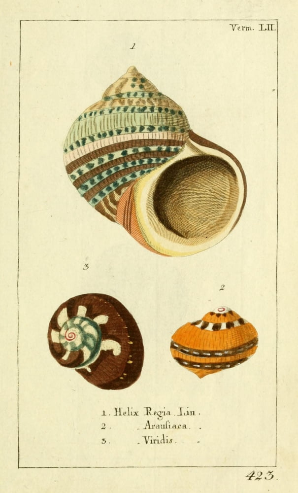 Naturgeschichte des Thierreichs 1780 Shells Helix Canvas Art - Daniel Sotzmann (18 x 24)