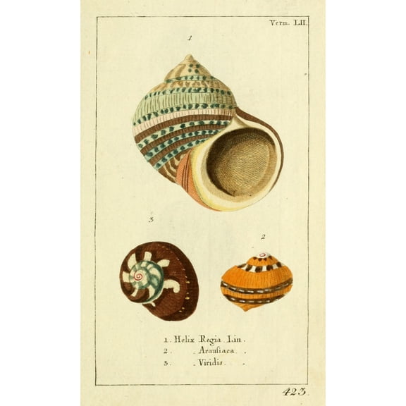 Naturgeschichte des Thierreichs 1780 Shells Helix Canvas Art - Daniel Sotzmann (24 x 36)