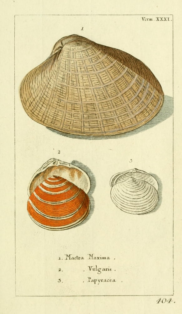 Naturgeschichte des Thierreichs 1780 Shells Mactra Canvas Art - Daniel Sotzmann (24 x 36)