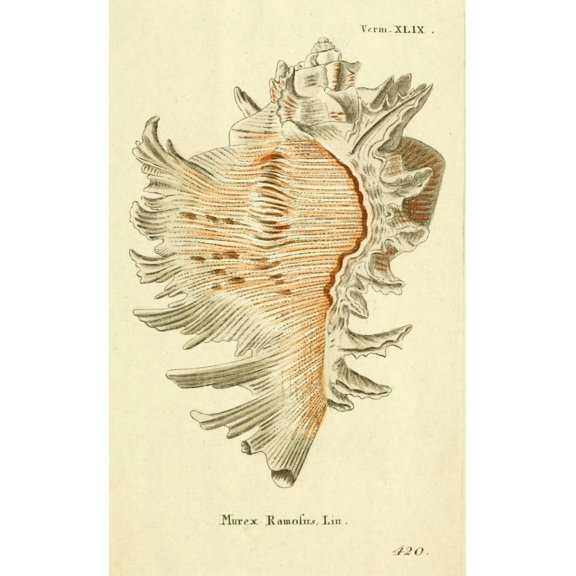 Naturgeschichte des Thierreichs 1780 Shells Murex Canvas Art - Daniel Sotzmann (18 x 24)