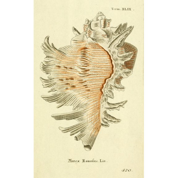 Naturgeschichte des Thierreichs 1780 Shells Murex Canvas Art - Daniel Sotzmann (24 x 36)